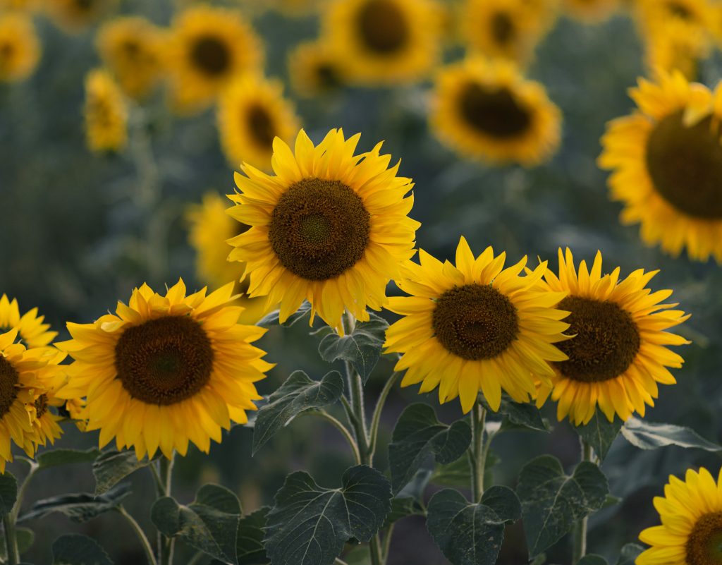 Four sunflowers in focus in the foreground of a field of sunflowers. Sunflowers are a symbol of solidarity with Ukraine in this time of war.