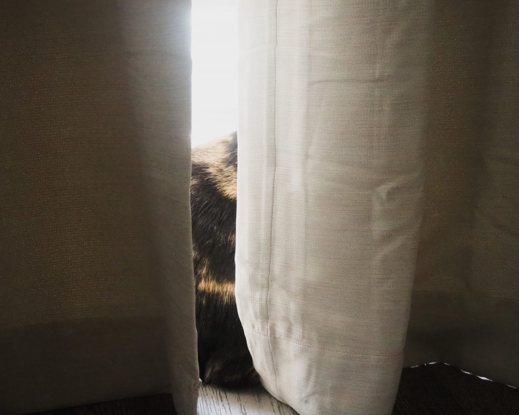 A slight opening in a set of beige drapes with a partial view of a tabby cat sitting between the drapes and the window.