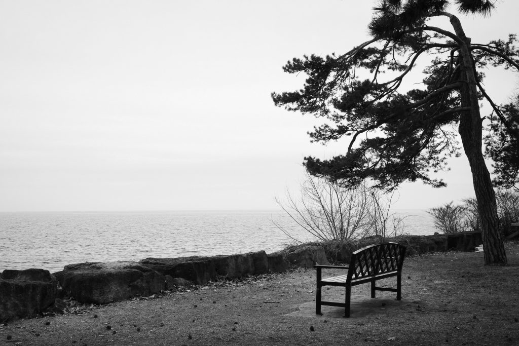 A black and white scene of a park bench at the edge of a slightly choppy lake in early spring. There's a low stone wall between the bench and the water. On the right is a tall wind-swept evergreen tree.