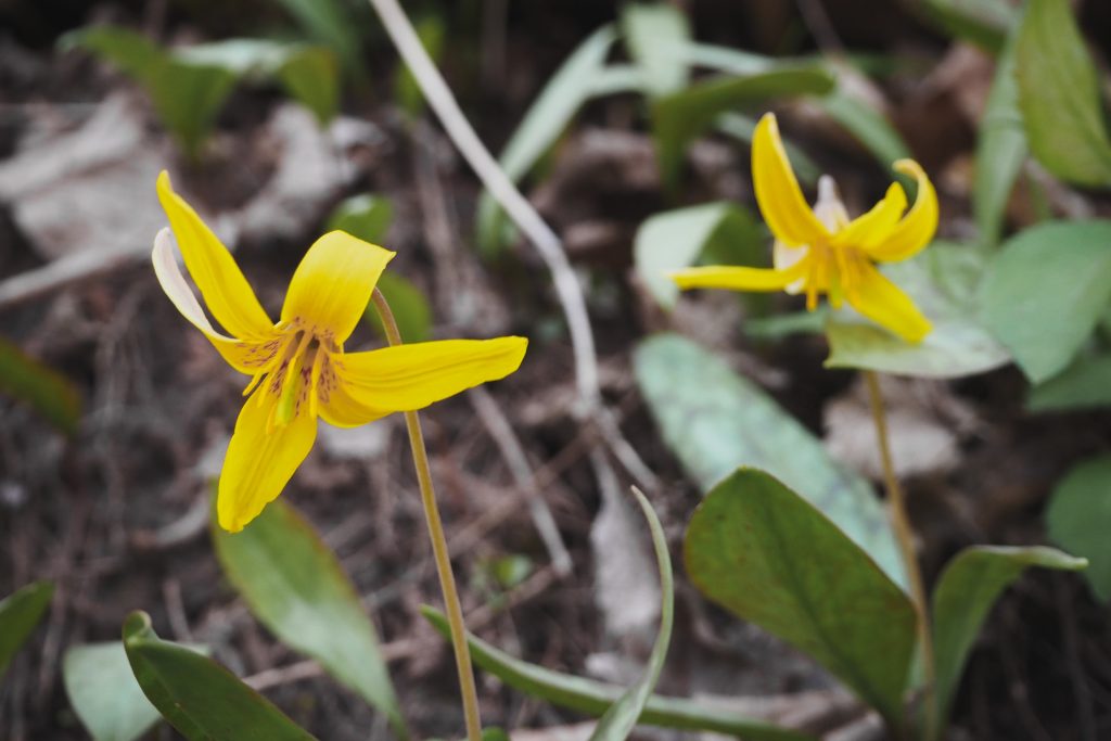 Two yellow trout lilies.