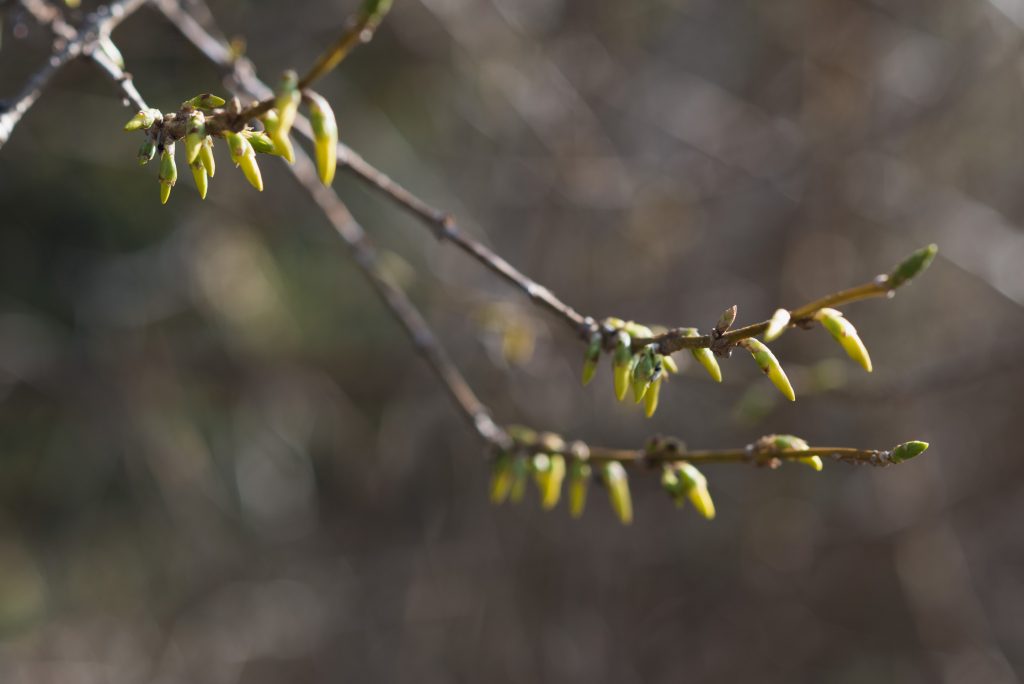 Macro view of yellow forsythia buds on a branch.