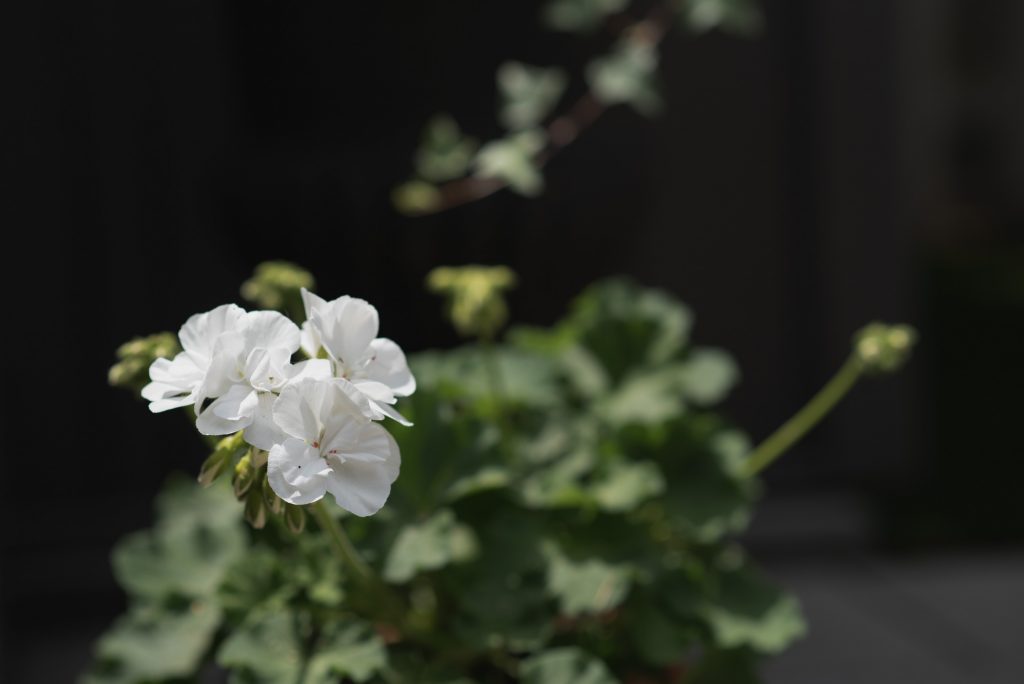 What's happening in the garden in July? White geranium against a black backdrop.