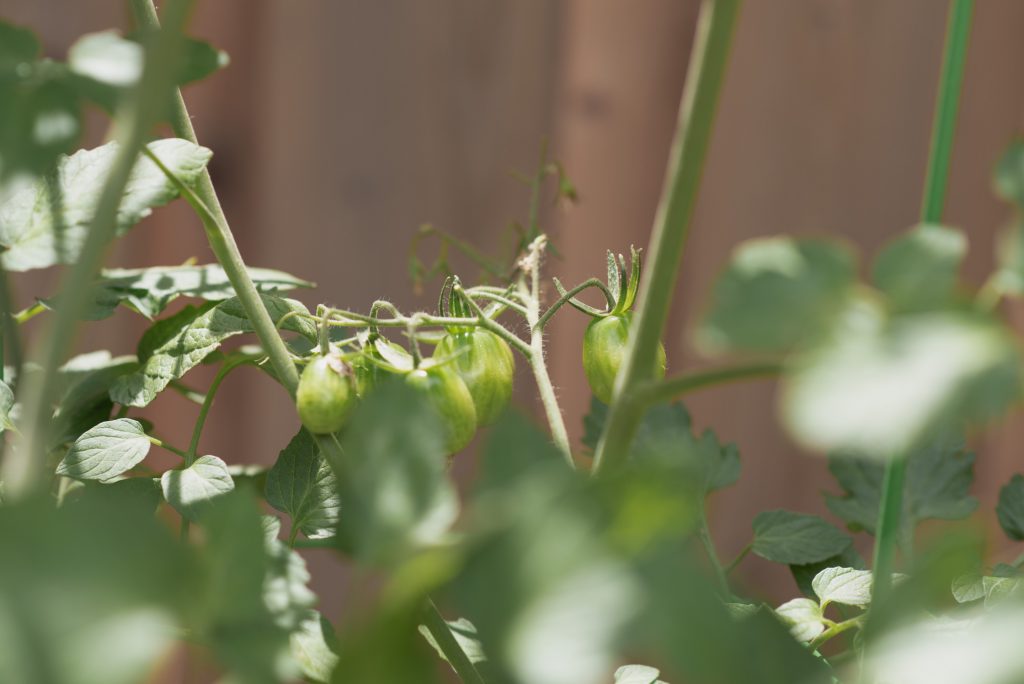 Green cherry tomatoes on the vine