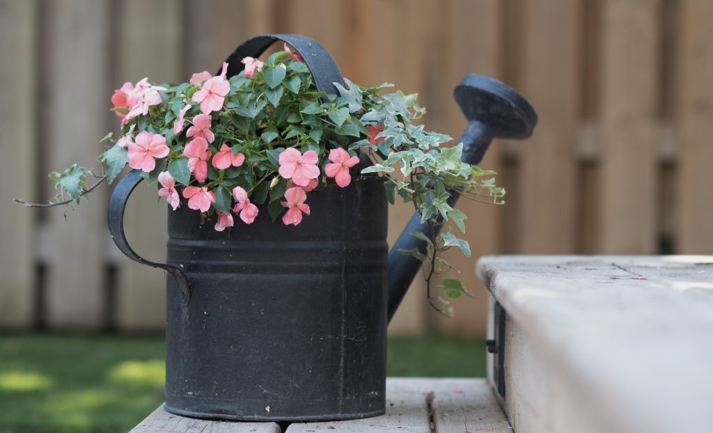 Annuals in a vintage watering can