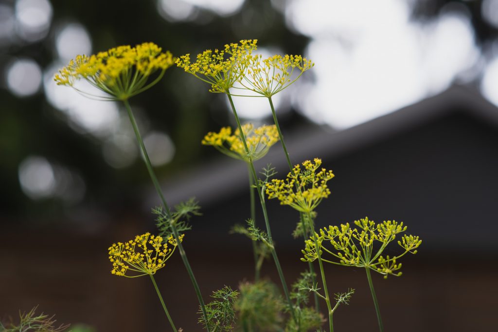 A photo of what's new mid-summer in the garden. These are dill plants gone to seed.
