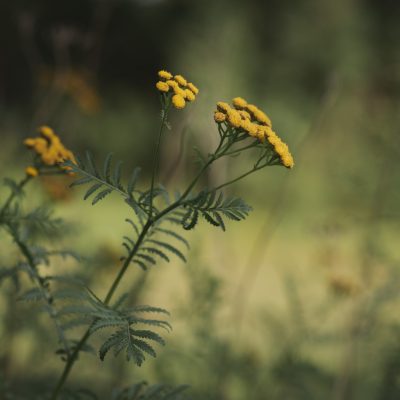 Wildflowers in My Camera Roll