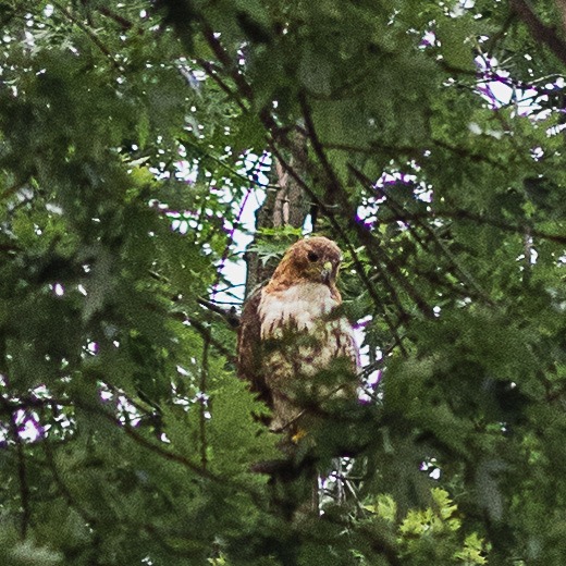 A red-tailed hawk sat in a large oak tree in summer.