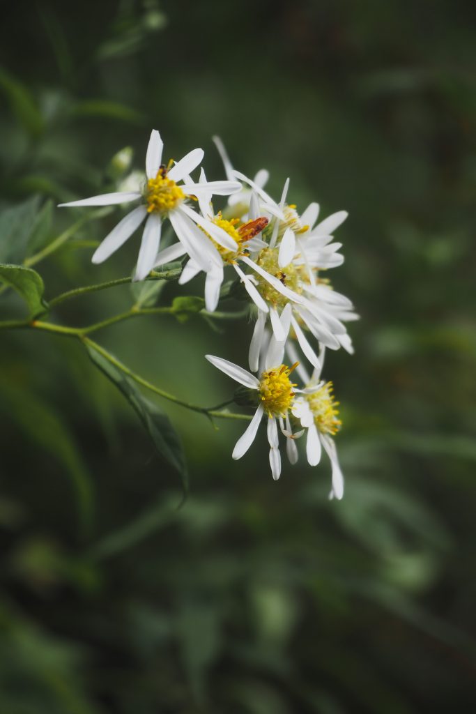 Macro shot of wild aster flowers against a green leafy background