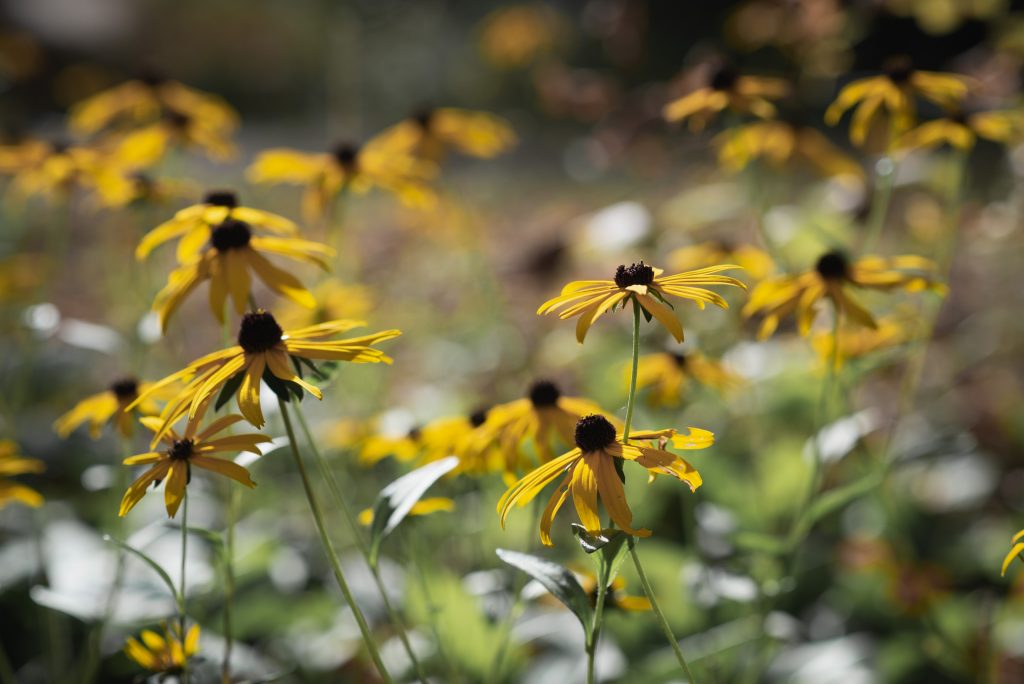Autumn black-eyed susans with bokeh and sunlight.